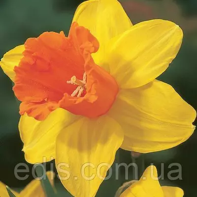 Нарцис велико-корончатий Fortissimo (Фортіссімо) 2 цибулини