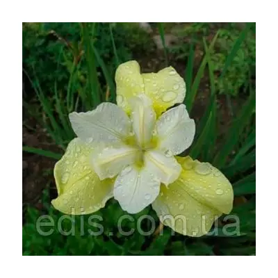 Ірис сибірський Butter and Sugar (Батте енд Шуга)