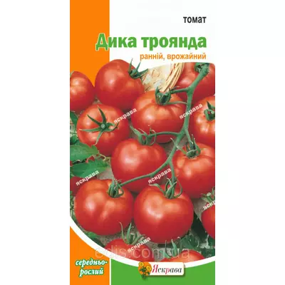 Томат Дика Троянда 0,1 г, насіння Яскрава