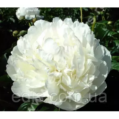 Півонія Snow Supreme (Сноу Супрім) кореневище