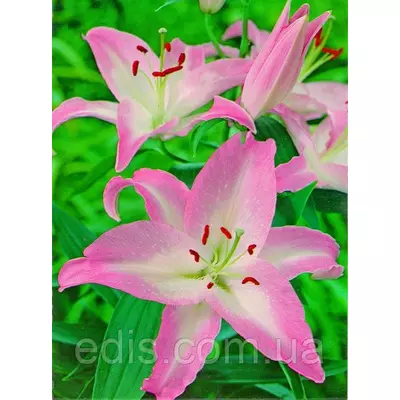 Лілія орієнтальна Willeke Alberti (Виллеке Альберті) 1 цибулина 12/14