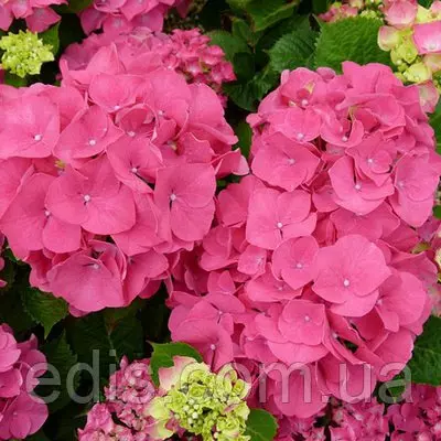 Гортензія Sibilla (Сібіла)