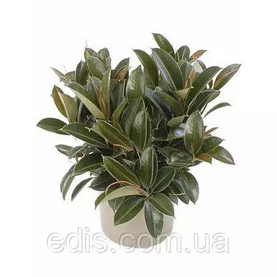 Фікус Каучуконосний Мелані, кімнатна рослина, h=15 см., горщик 0,5 л.