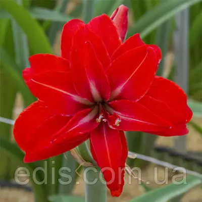 Гіппеаструм махровий Double Delicious (Дабл Делишис) 1 цибулина 24/26