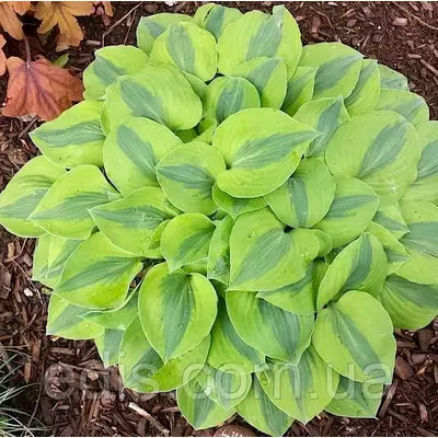 Хоста Luna Moth кореневище