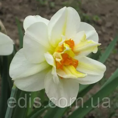 Нарцис Корончатий з махровою короною Flower Drift (Флауэ Дріфт) 2 цибулини