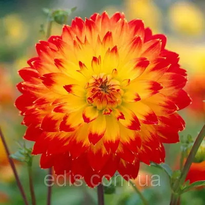 Жоржина декоративна Procyon