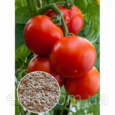 Томат Дар Заволжжя 0,1 г, насіння Яскрава