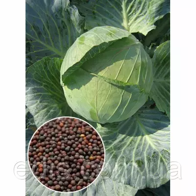 Капуста білоголова Дитмарская 50 г, насіння Яскрава