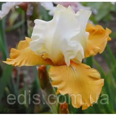 Ірис високий бородатий Yes (Йес)