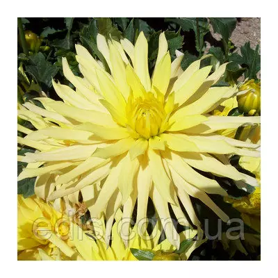 Жоржина низькоросла Munchen