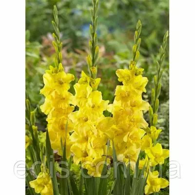 Гладіолус бамбіно Golden Sunrise (Голден Санрайз) 2 квітконоса, 3 шт./уп.