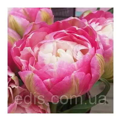 Тюльпан махровий пізній Double Sugar (Дабл Шуга) 2 цибулинки