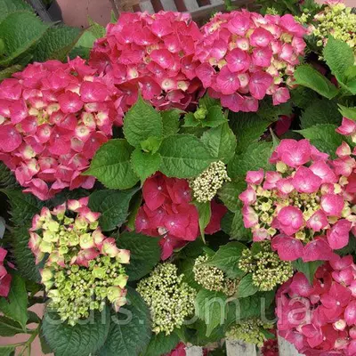 Гортензія Leuchtfeuer (Лайхтфайя)