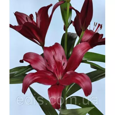 Лілія LA гібрид Methone (Мезони) 1 цибулина 12/14