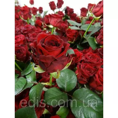 Троянда Ред Наомі (Red Naomi) чайно-гібридна