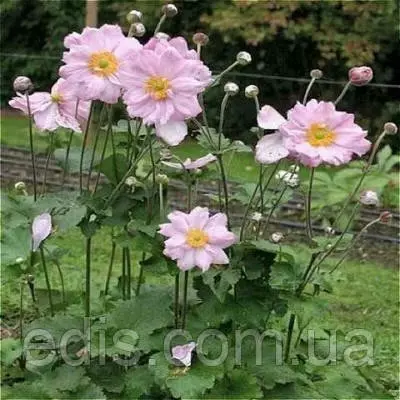 Анемона японська Konigin Charlotte (Кьонігин Шарлотта)