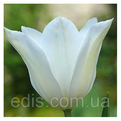 Тюльпан лілієвидний Tres Chic (Трес Чік) 3 цибулинки