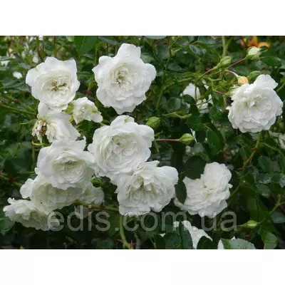 Троянда грунтопокривна Swany