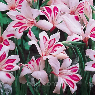 Гладіолус nanus Impressive мініатюрний 10/12, 3 цибулини/пач.