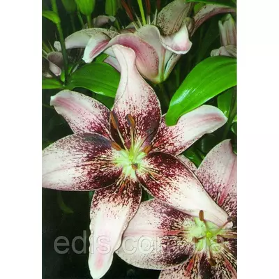 Лілія азіатська Tango Heart Balance (Танго Харт Баланс) 1 цибулина 12/14