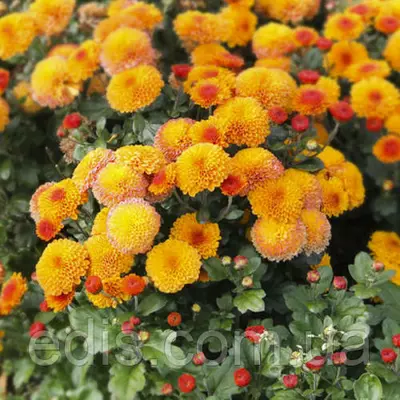 Хризантема Boreus (Боєс) контейнер 0,5 л