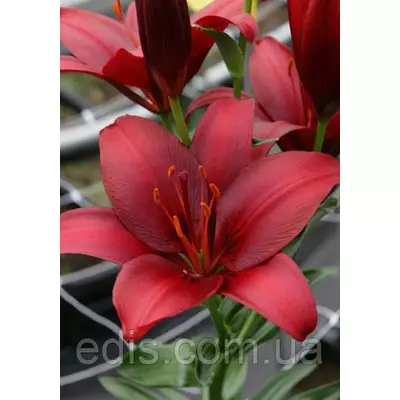 Лілія азіатська Nerone (Нероні) 1 цибулина 12/14