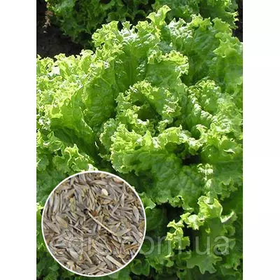 Салат Сніжинка 100 г, вагове насіння Яскрава