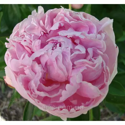 Півонія Pink Supreme (Пінк Супрім) кореневище