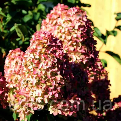 Гортензія волотиста Magical Candle (Меджикел Кендел) в контейнері 2 л