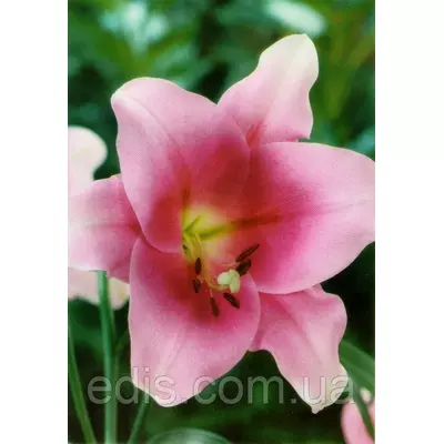 Лілія орієнтальна Brindisi (Бріндісі) 1 цибулина 12/14