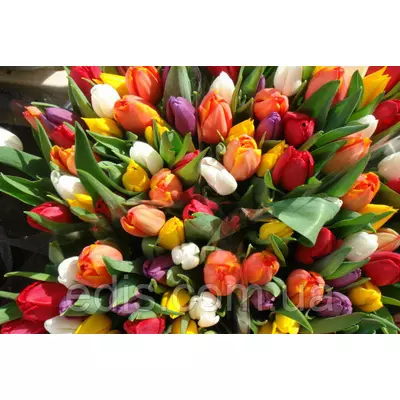 Тюльпан гігантський суміш 50 цибулин/уп.