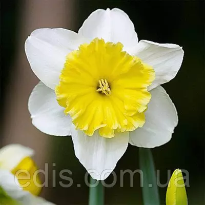 Нарцис Корончатий Ice Follies (Айс Фоліес) 12/14 1 цибулина