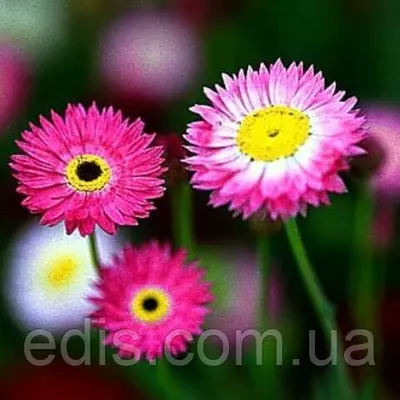 Геліптерум (сухоцвіт, однорічник) суміш 0,2 г, насіння Яскрава