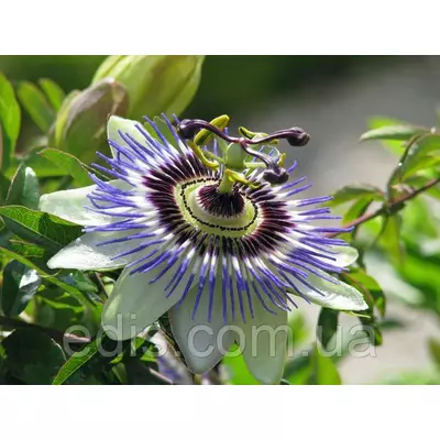 Пассіфлора (страстоцвіт, маракуя) 0,1 г, насіння Яскрава
