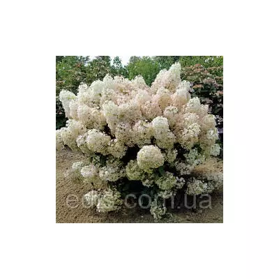 Гортензія волотиста Bobo (Бобо) Низькоросла в контейнері 2 л