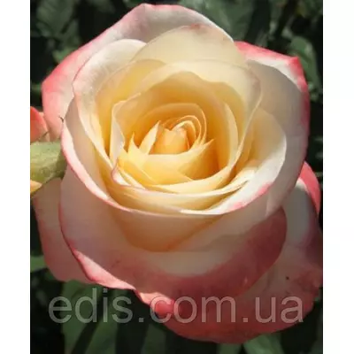 Троянда Белла Перла (Belle Perle) чайно-гібридна