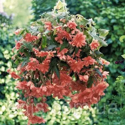 Бегонія бульбова Ампельна каскад Лососева, 1 бульба