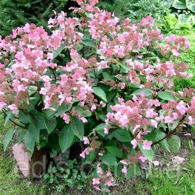 Гортензія Dharuma (волотиста) контейнер 0,5 л.