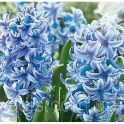 Гіацинт Blue Giant (Блу Джайент) 1 цибулина (калібр 14/15 - великий)