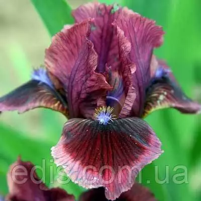 Ірис карликовий Cat's Eye