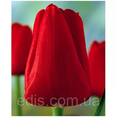 Тюльпан Тріумф Ile de France (Іль де Франс) 3 цибулинки