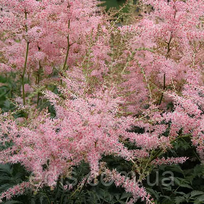 Астільба Hennie Graafland (Хенні Графленд) к