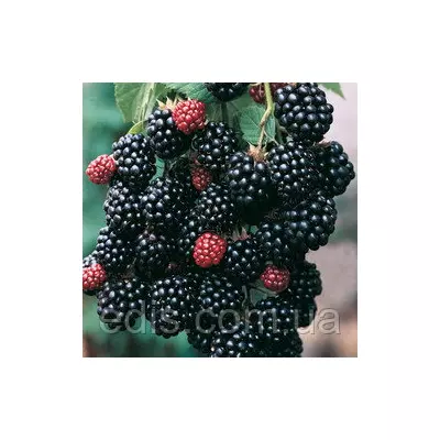 Ожина Блек Сатин (Black Satin) середньостигла