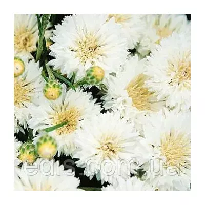 Волошка Королівська біла 0,5 г, насіння Яскрава