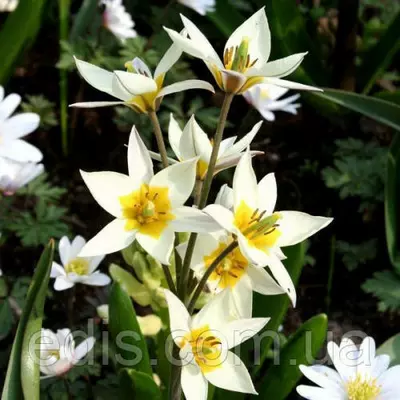 Тюльпан ботанічний Pulchella Violacea 3 цибулинки