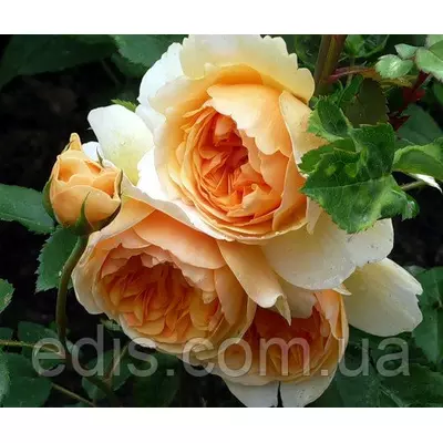 Троянда Сэр Ланселот (Sir Lancelot) английска флорібунда