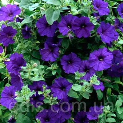 Петунія Крупноквіткова Синя 0.015 г насіння Яскрава