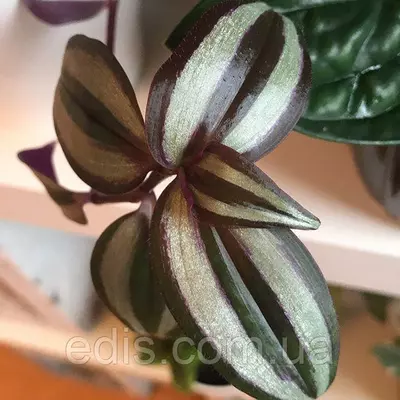 Живець Традесканция зебрина Purple, свіжозріз 3-4 міжвузля