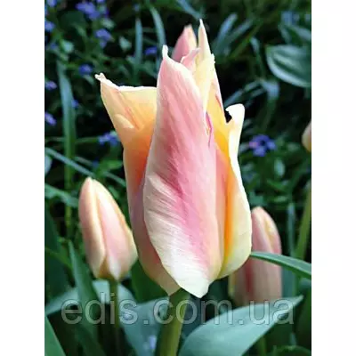 Тюльпан гібрид Грейга Fur Elise (Фюа Елізе) 3 цибулинки